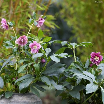 Helleborus hybridus ViV Elena