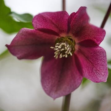 Hellébore ViV Eleonora - Helleborus orientalis