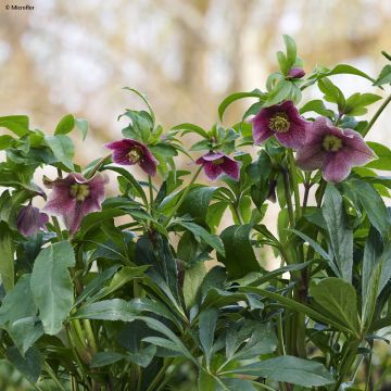 Hellébore ViV Eloisa - Helleborus orientalis