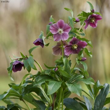 Helleborus hybridus ViV Elsa