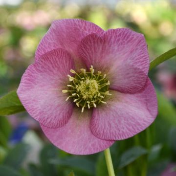 Helleborus hybridus ViV Fiorentina