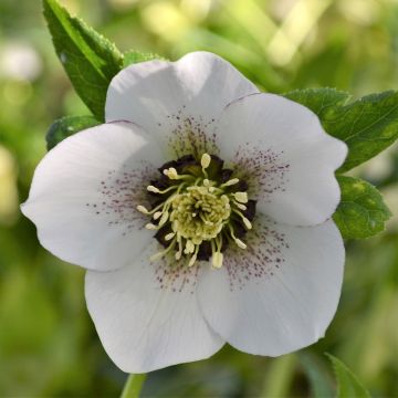 Helleborus hybridus ViV Giorgia