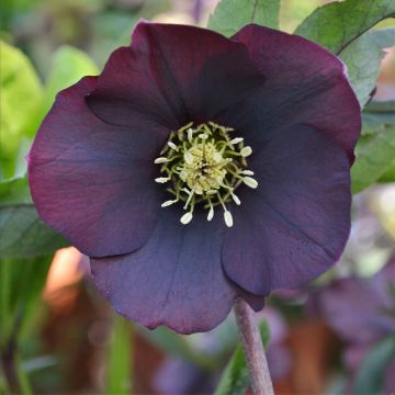 Helleborus hybridus ViV Halina