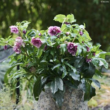 Helleborus hybridus ViV Laura