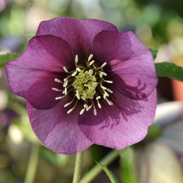 Helleborus hybridus ViV Liliana