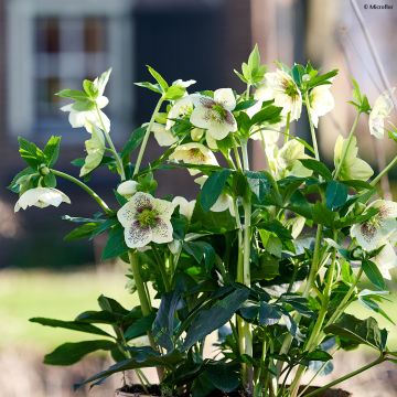 Hellébore ViV Maeva - Helleborus orientalis