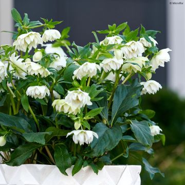 Helleborus hybridus ViV Micaela