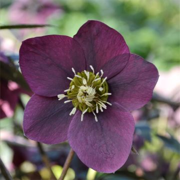 Helleborus hybridus ViV Milana