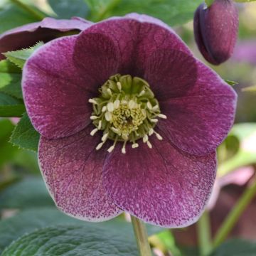 Helleborus hybridus ViV Patrizia