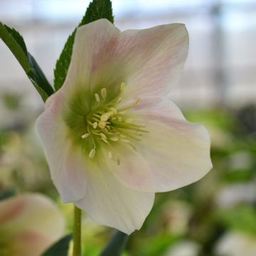 Helleborus hybridus ViV Rosa