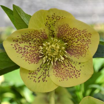 Hellébore ViV® Serafina - Helleborus orientalis