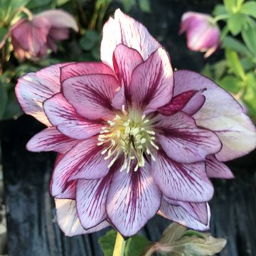 Helleborus hybridus ViV Suzanna