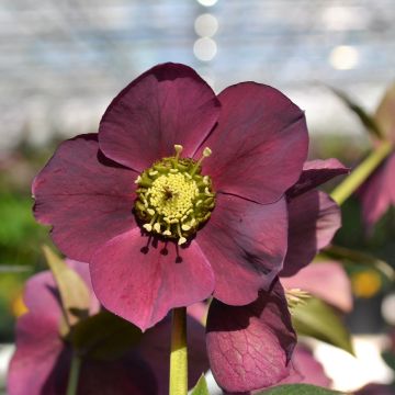 Helleborus hybridus ViV Teodora