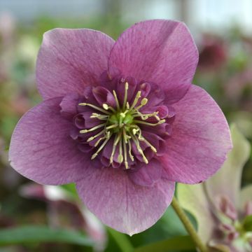 Helleborus hybridus ViV Teresa