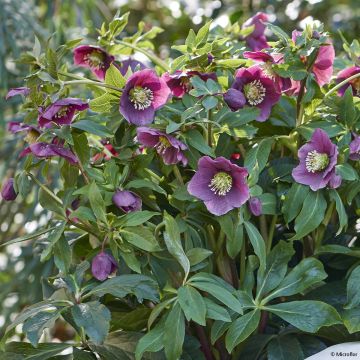 Helleborus hybridus ViV Valentina