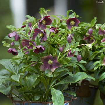 Helleborus hybridus ViV Victoria