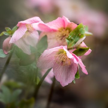 Helleborus Walbertons Rosemary