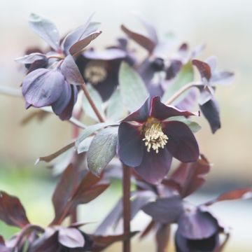 Helleborus hybridus Black Chocolate