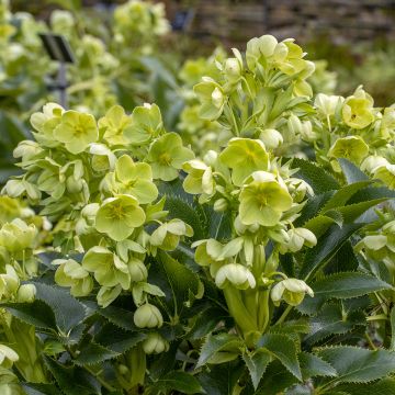 Hellébore  de Corse - Helleborus argutifolius 