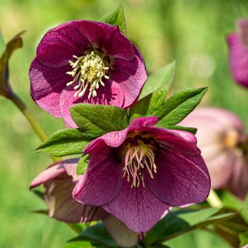 Hellebore early purple