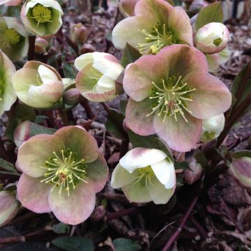 Helleborus x ericsmithii 'Winters Song' - Hellebore