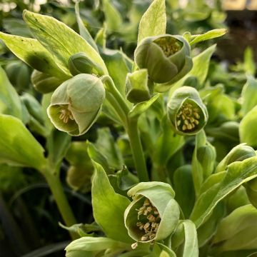 Helleborus foetidus Bowless Form