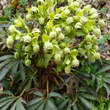 Helleborus foetidus - Stinking hellebore