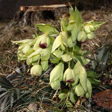 Helleborus foetidus Wester Flisk