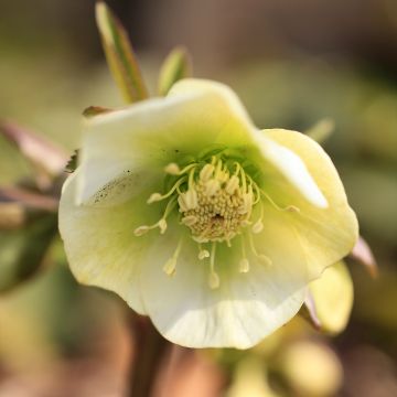 Helleborus x hybridus (orientalis) Yellow Strain