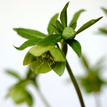 Helleborus multifidus