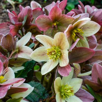 Hellebore nigercors Candy Love®