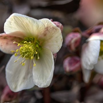 Helleborus x nigercors Emma