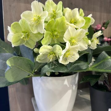 Helleborus (x) ericsmithii Sid Ice®