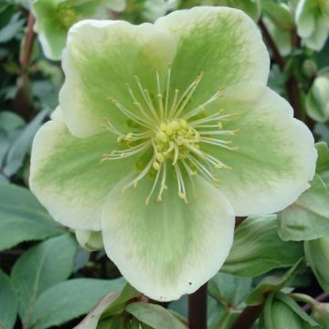 Hellebore nigercors blanc