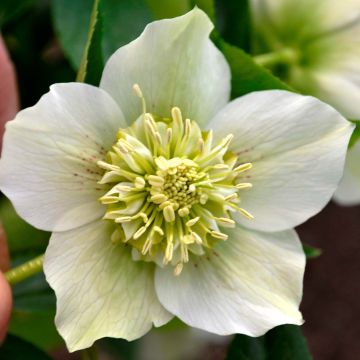 Helleborus hybridus Anemone White