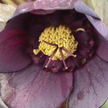 Helleborus hybridus Anemone Black