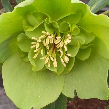 Helleborus hybridus Anemone Green