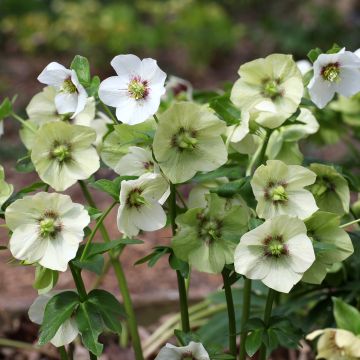 Helleborus hybridus White with Red Centre