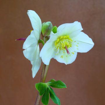 Helleborus hybridus White