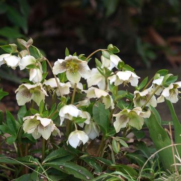 Helleborus hybridus white spotted