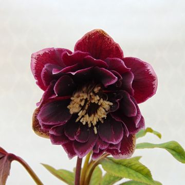 Helleborus hybridus Double Aubergine White Edge