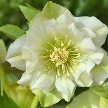 Helleborus hybridus Double White