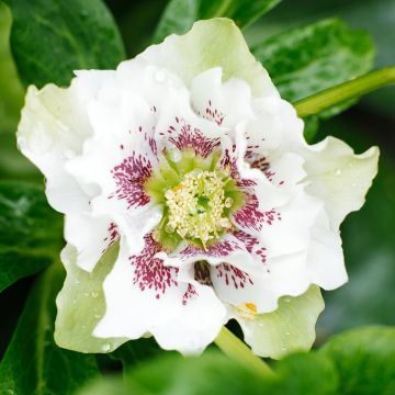 Helleborus hybridus Double White Spotted