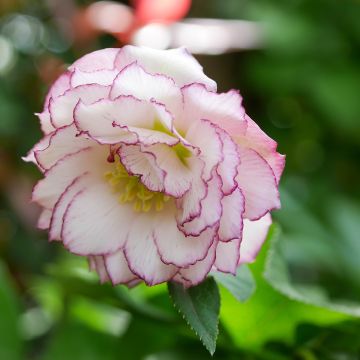 Helleborus hybridus Double White Red/Purple Edge