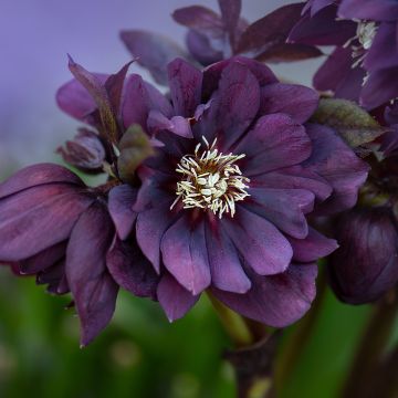 Helleborus hybridus Double Black