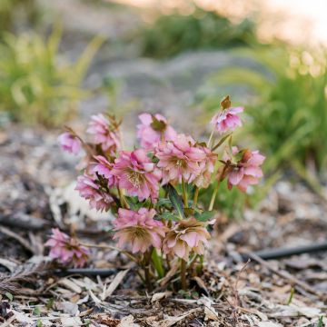 Helleborus hybridus Double Pink