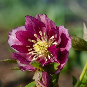 Helleborus hybridus double red