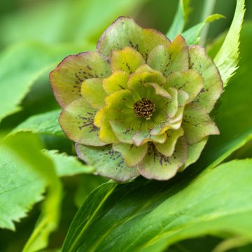 Helleborus hybridus Double Green Spotted