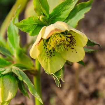 Helleborus hybridus Double Yellow Spotted