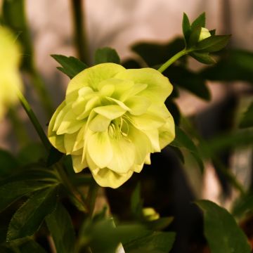 Helleborus hybridus Double Yellow